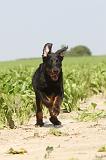 BEAUCERON - PUPPIES 017